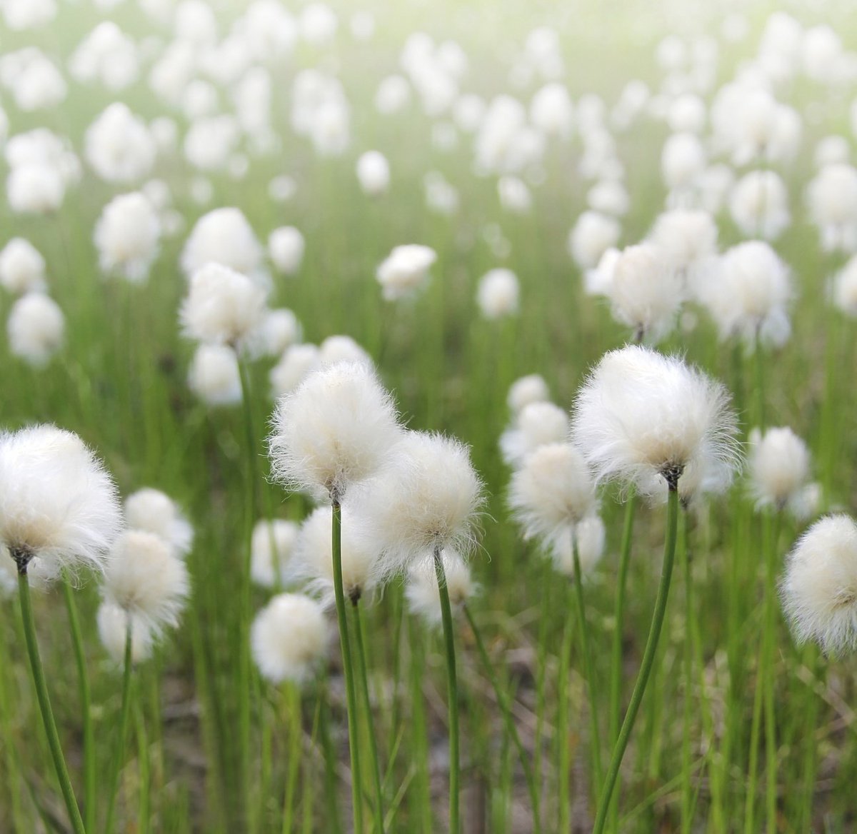 みわみわ みわみわ a.k.a. みわさん (@miwamiwa_34567) / X