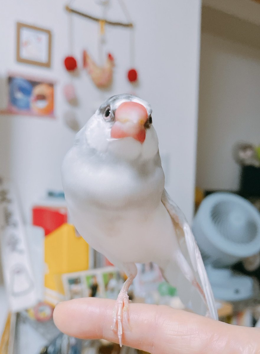 朝のまーぶる🎵

おはようございまス.サー🌸

今日も頑張っていきまっしょい🍀
#buncho