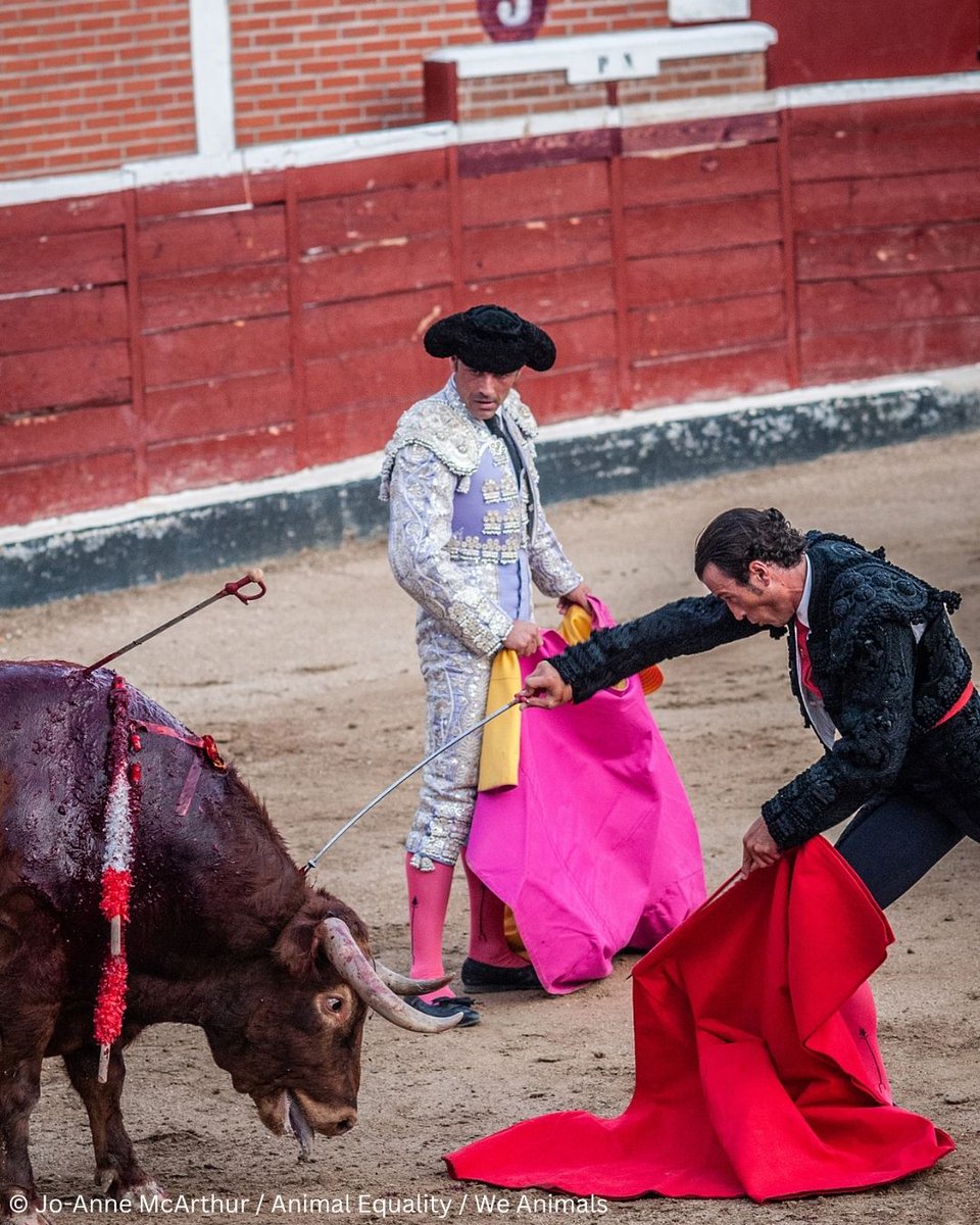 PETAUK's tweet image. His fear is real. 
His pain is unimaginable. 
REPOST to help end bullfighting now.