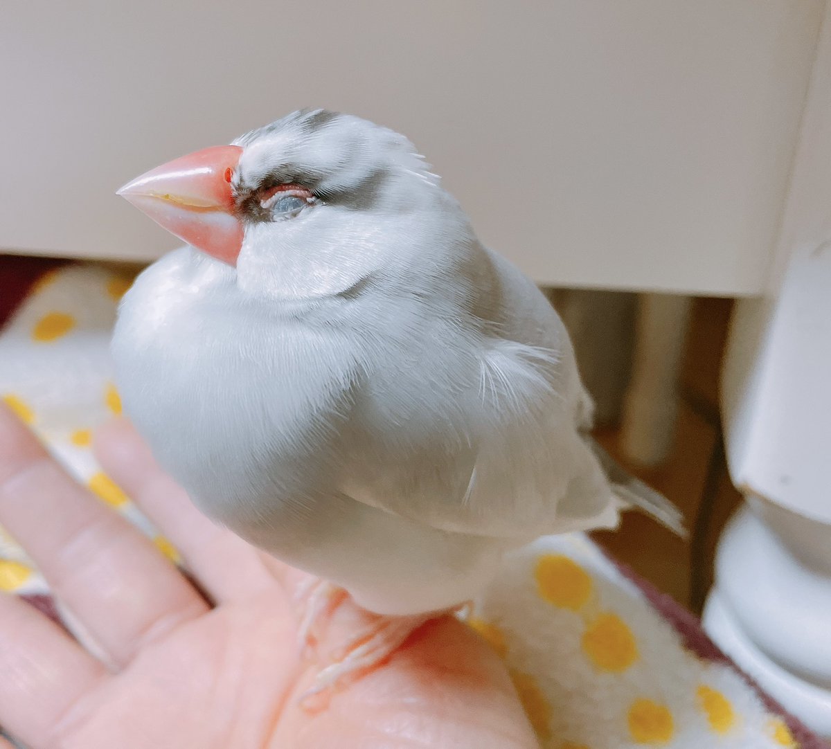 おまけ🎵

ﾈﾑｲ♡

#buncho