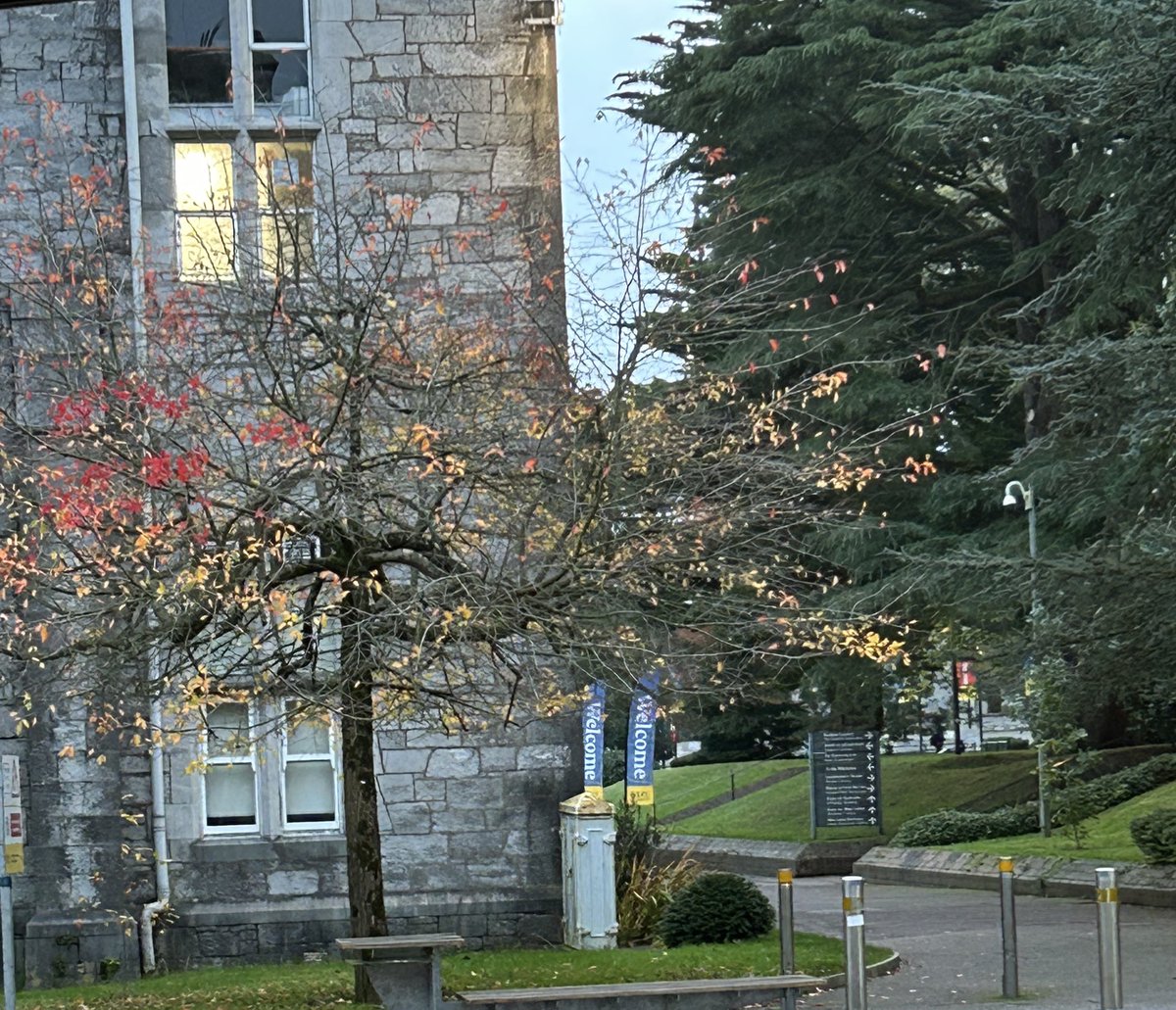 DeasyPamela's tweet photo. #day321 of #365daysofwalking 

Early morning strolls #Tuesday and the leaves are slowly falling 🍁

#November2025
#pancreaticcancerawarenessmonth https://t.co/B6QgbKcKW5