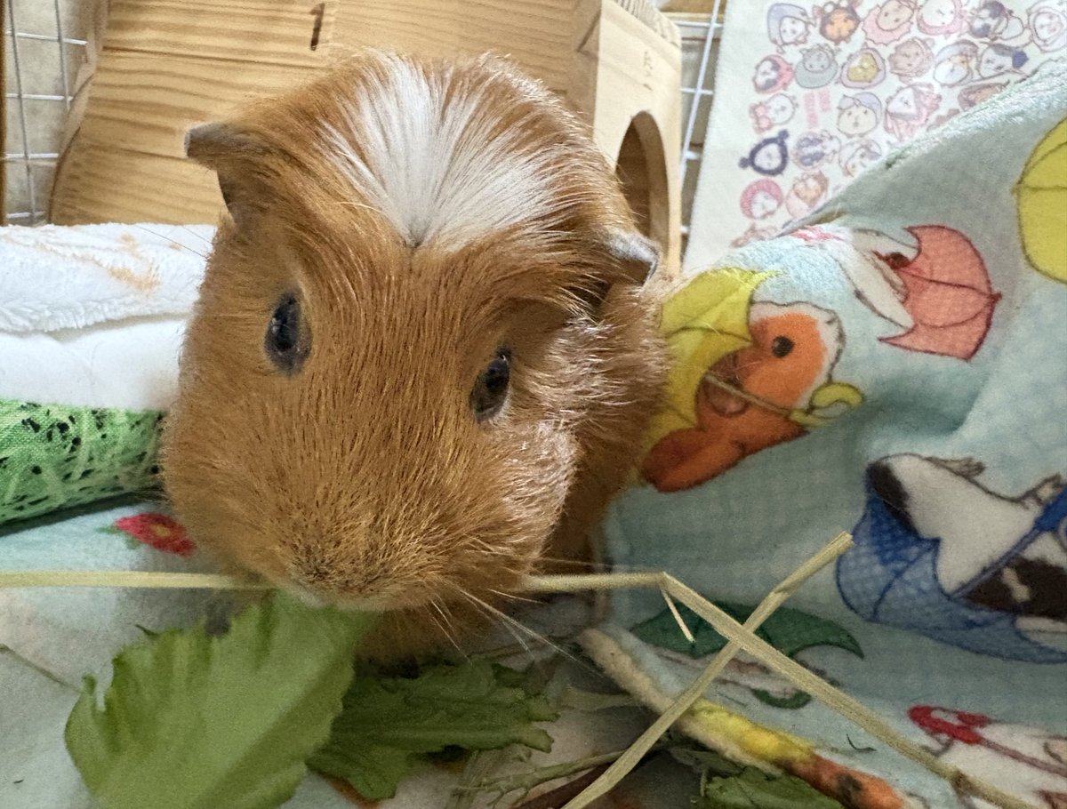 🎀くれぴ (✿´꒳` )

おはよ～( ˶˙ᵕ˙˶ )☁️