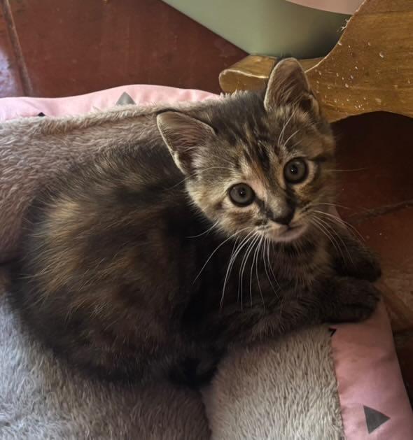 Bella gatita romanita de mes y medio de edad en adopción, está con veterinario al día y ya come solita.

Contacto interesados al WhatsApp +56 9 8299 6805. #Viña