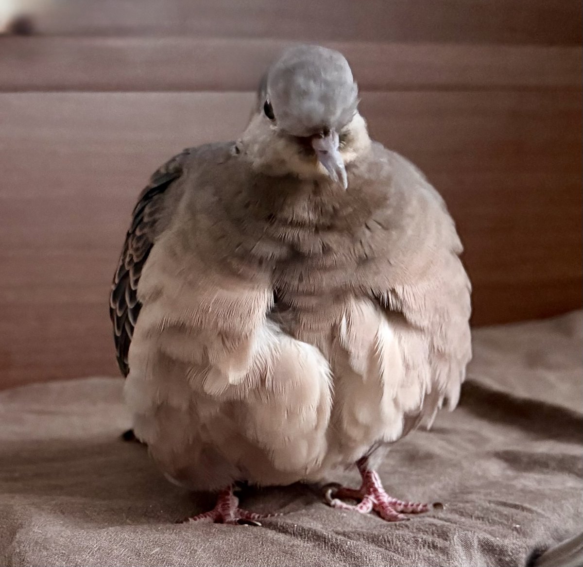 tocox's tweet image. おはぽっぽ.* 𖥧⚘
今日は冷えるわね
みなさんもモコモコでいってらっしゃい

#キジバト