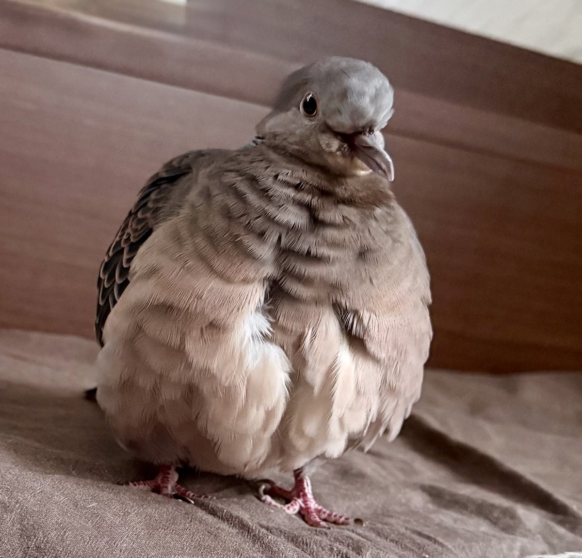 tocox's tweet image. おはぽっぽ.* 𖥧⚘
今日は冷えるわね
みなさんもモコモコでいってらっしゃい

#キジバト