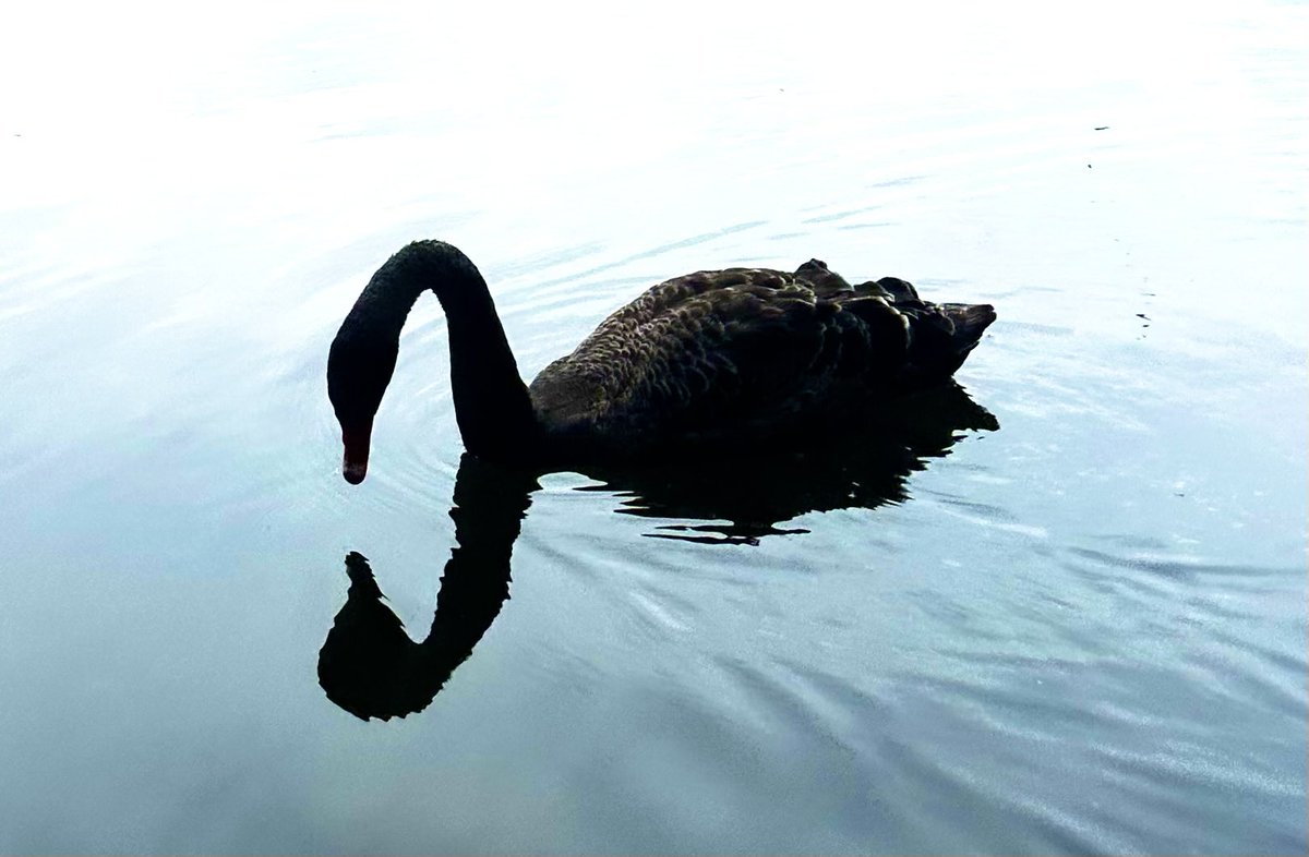 WolframJoy's tweet image. Be still enough to meet yourself beneath the ripples #Brisbane #Australia