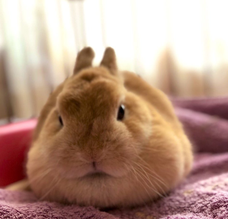 yuzutapioka's tweet image. 2018天使から→2022焼きおにぎりへ進化