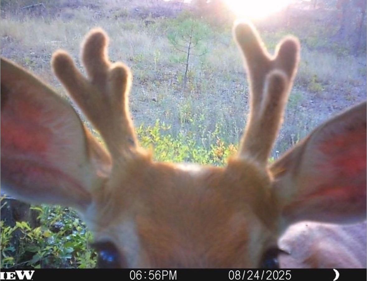 Cocchi 🔜TFF (@cocchideer) on Twitter photo 