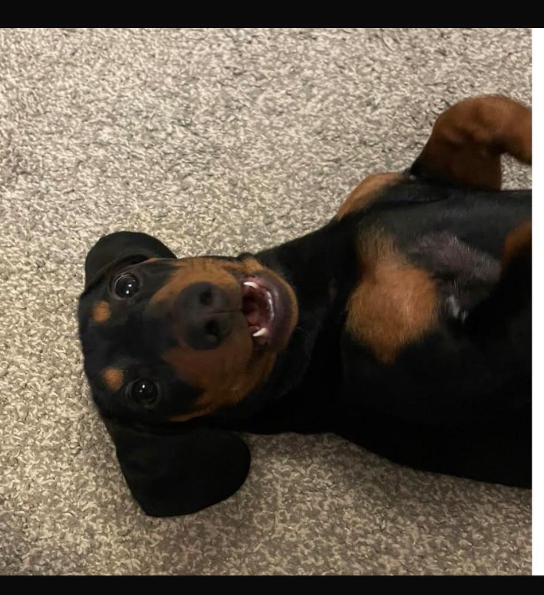 Liamtracy's tweet photo. @dachshund_inc Kevin https://t.co/fnkwTlUNFN