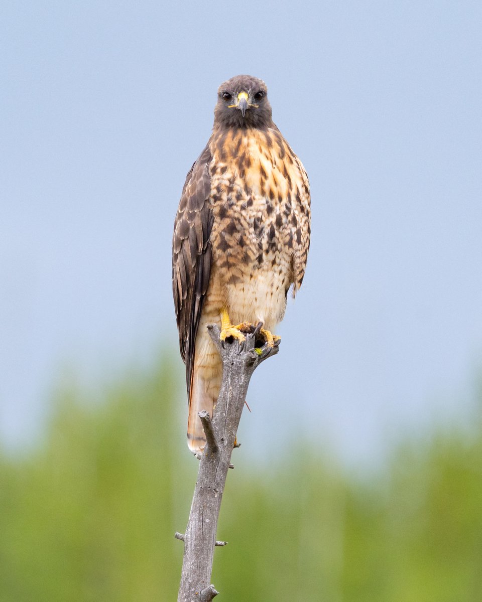 YellowstoneNPS's tweet photo. Perched on a weathered snag, a red-tailed hawk blinks its nictitating membrane—the translucent shield that protects its eyes from dust, debris, and injury while still allowing it to see. This built-in “goggles mode” keeps the hawk’s vision sharp as it hunts and scans the landscape.