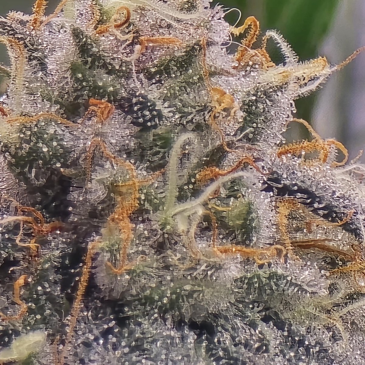 lotusnutrients's tweet photo. Every grow has its own story — the time, the patience, the quiet moments no one else sees. 🌱💛
Huge love to @jeikobu_grows for this beautiful Super Boof run.
Thank you to all the growers who trust us with their work — we’re honored to grow alongside you. 🫶✨

📸 @jeikobu_grows https://t.co/NoSdiqVYof