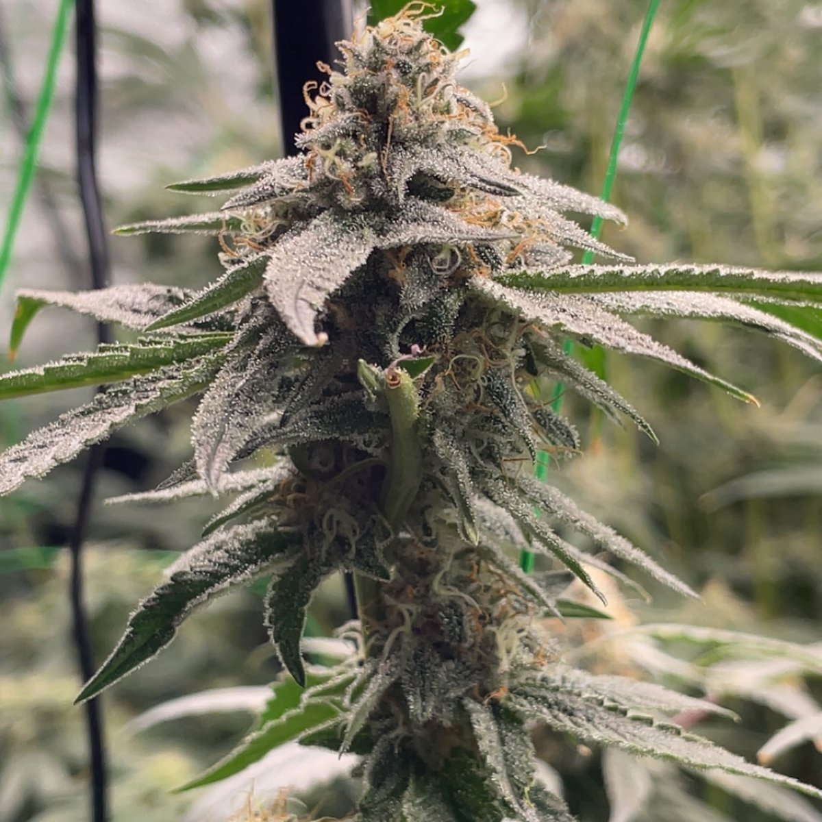 lotusnutrients's tweet photo. Every grow has its own story — the time, the patience, the quiet moments no one else sees. 🌱💛
Huge love to @jeikobu_grows for this beautiful Super Boof run.
Thank you to all the growers who trust us with their work — we’re honored to grow alongside you. 🫶✨

📸 @jeikobu_grows https://t.co/NoSdiqVYof