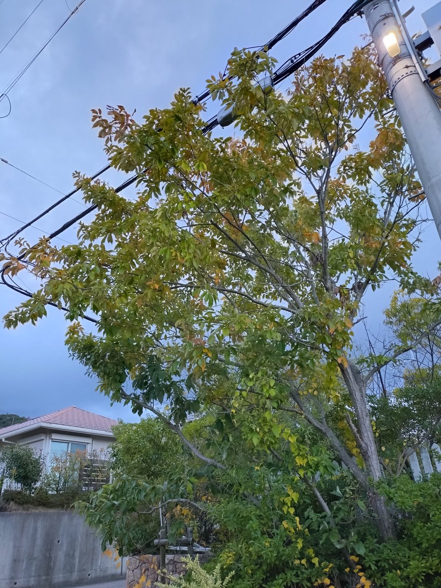 funkfunkfunk3's tweet image. おはよう🍃どんぐりころころ ラジオは📻️#ラジ関