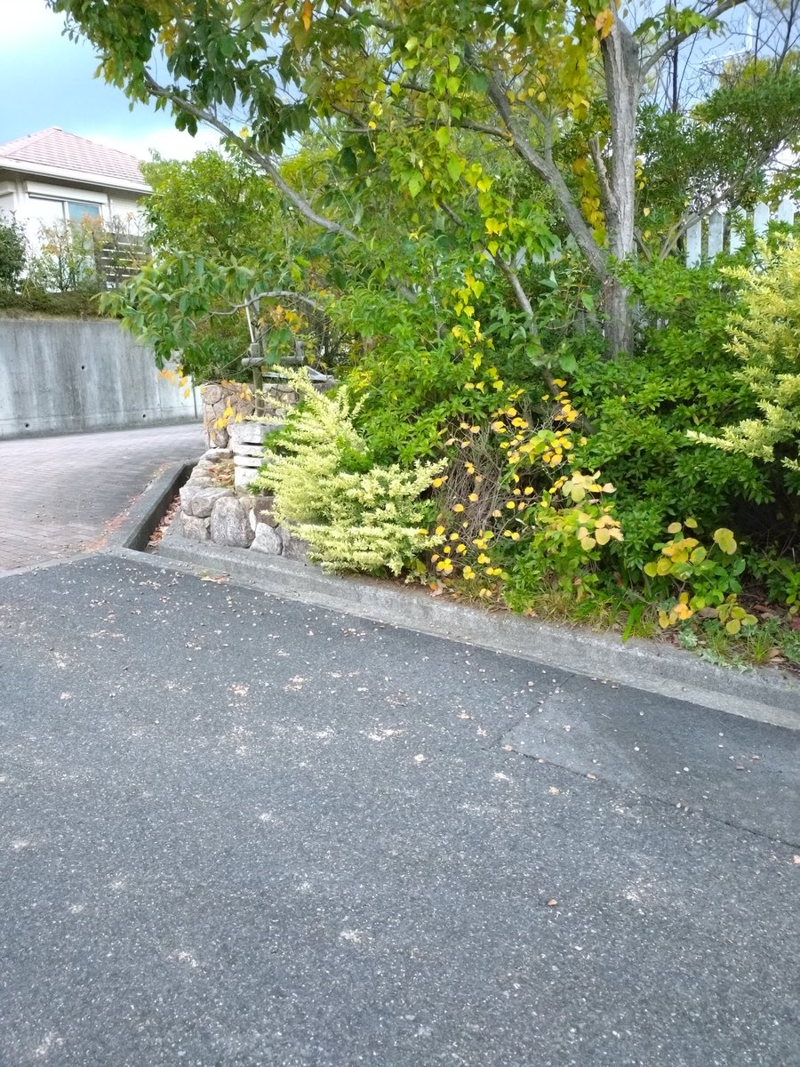 funkfunkfunk3's tweet image. おはよう🍃どんぐりころころ ラジオは📻️#ラジ関