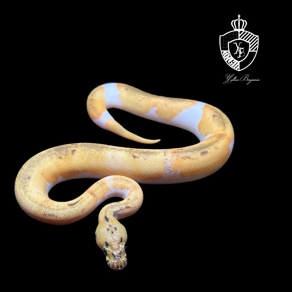 chefqanaguma's tweet image. 0.1 Pastel Enchi Gene-x Clown Pied

SOLD

お迎えありがとうございました。

Yellow Benjamin
@Dnasty0014Y3l

#ONE2025 
#ボールパイソン
#Ballpython