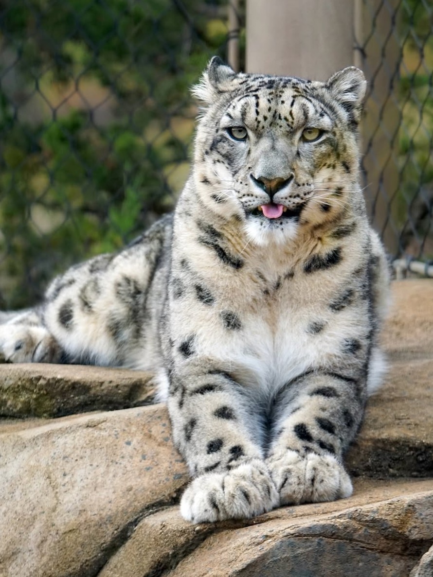 LouisvilleZoo's tweet photo. It's a #TongueOutTuesday showdown!
Who did it better: giraffe or snow leopard? 
Heart for giraffe, repost for snow leopard!

📸 anotherjeska (Instagram) https://t.co/UYDHgn21YF