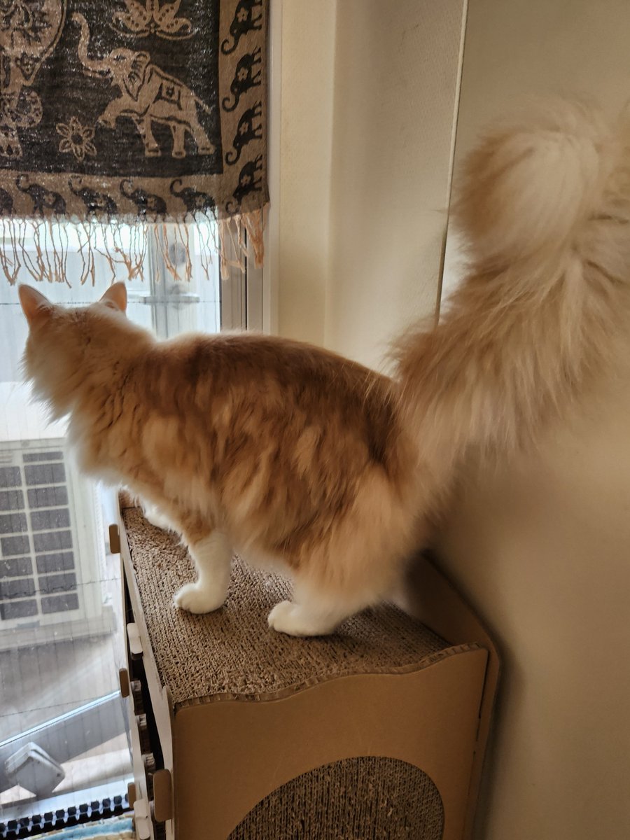 おはようございます☀
🐱何か、いたよ！
しっぽボワァァァー
#メインクーン #ねこ #猫のいる暮らし #猫好きさんと繋がりたい