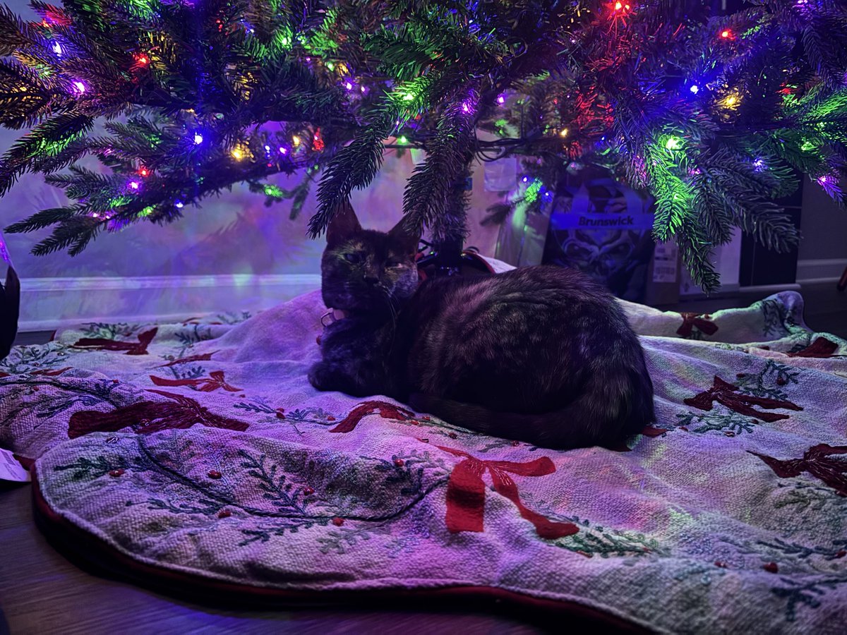 allysav's tweet image. Say hello to bean or else