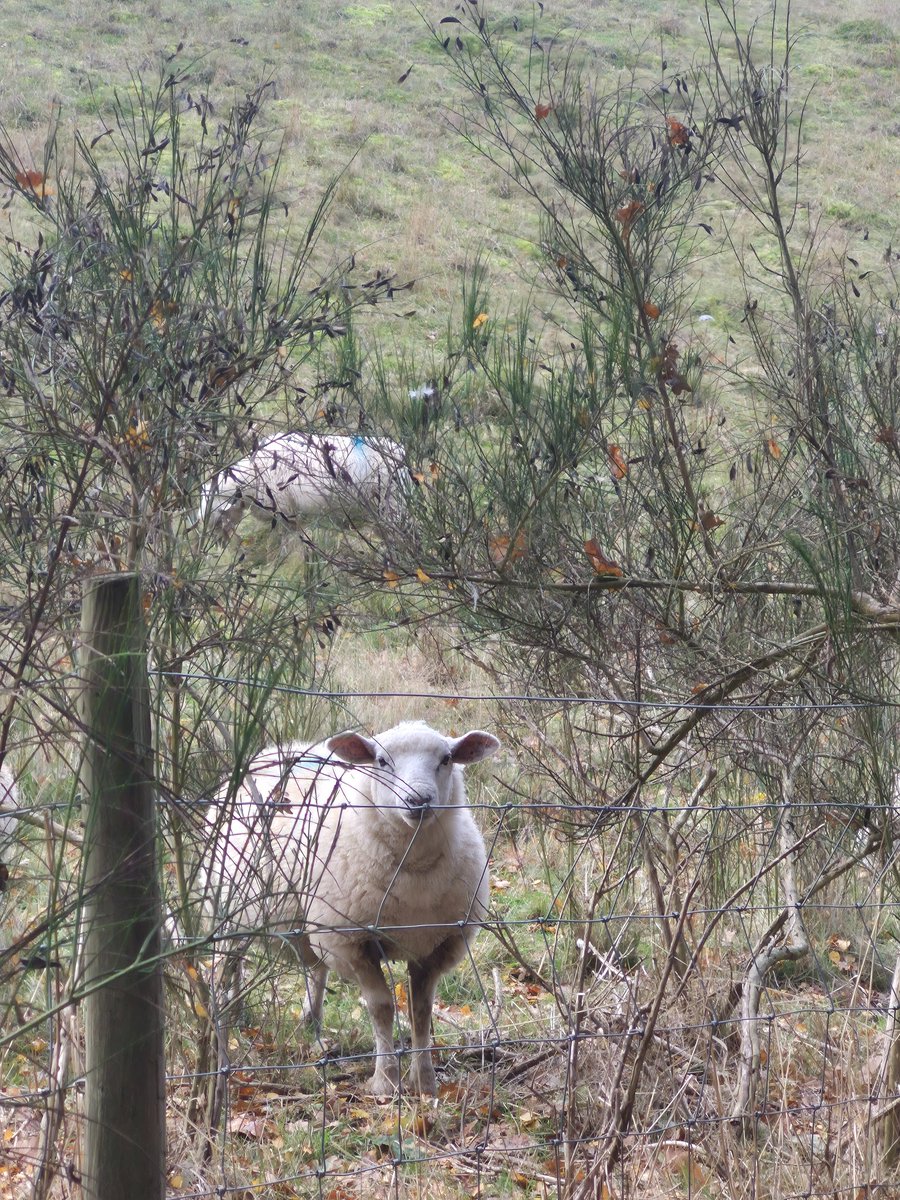 redrumlisa's tweet image. These lot was very starey today. 

#Nottinghamshire land of the belligerent whether man or sheep. We arent havin it.