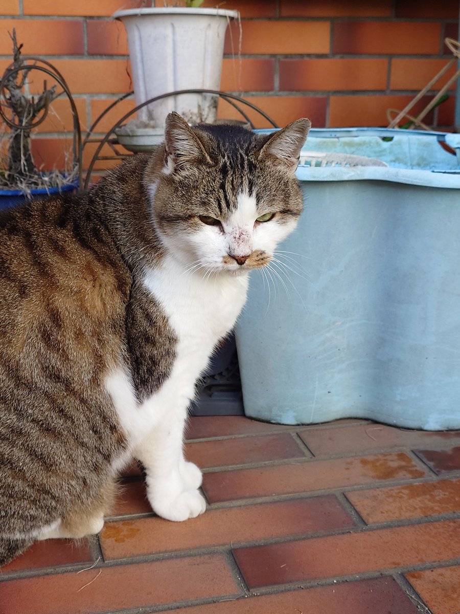 ayamori0420's tweet image. おはようございます
玄関開けての声を無視して水やりをしている飼い主に圧をかけるネッコ

#CatsOfTwitter