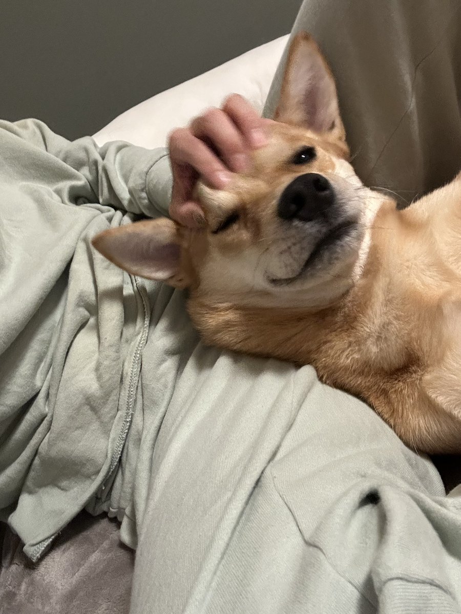 お母さんに甘えてご満悦の虎徹

#保護犬
#雑種犬
#元野犬