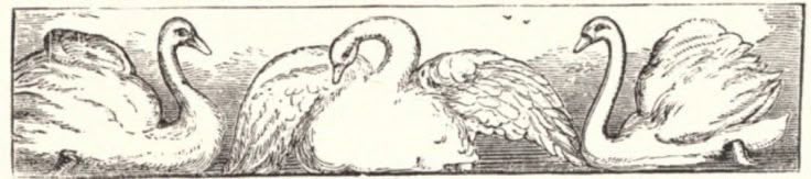 LovelyCuteDaily's tweet image. 