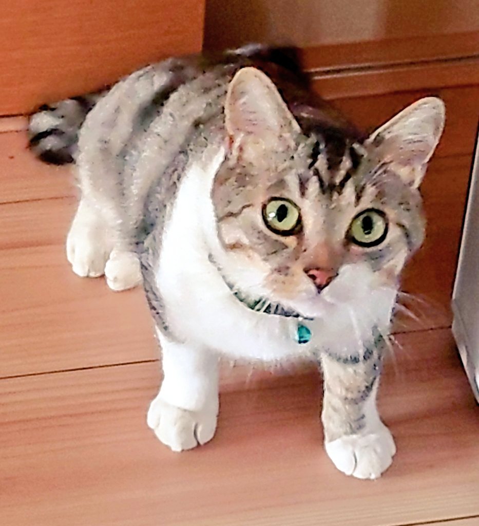 猫好きさん集まれー🐈🐈 Community on X - 20.6K Members