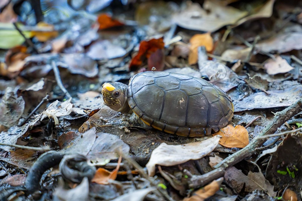 ¡En el gobierno del bien estamos comprometidos con la protección de la biodiversidad, por eso vamos a iniciar con la rehabilitación de la Laguna Doña Tomasa a partir de enero, dejándolo como parque ecológico para proteger a la tortuga casquito, que está en peligro de extinción!
