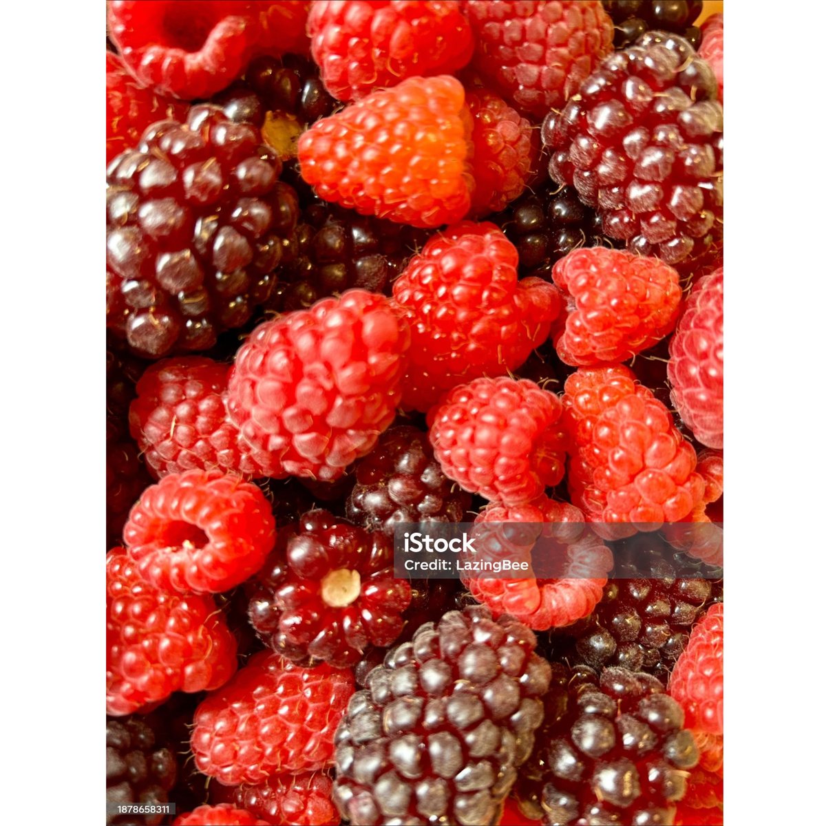LazingBeePhotos's tweet photo. Very Berry!

Freshly picked and locally grown #Raspberries &amp; #Boysenberries background.

Perfect for your #MagazineDesign #BookCover #BookPhotography or #MagazinePhotographyProject.
. . .
More #HealthyFood images available in my @LazingBee  Collection.
. . .
📷 ID: 1878658311 https://t.co/PRPdNaiqTq