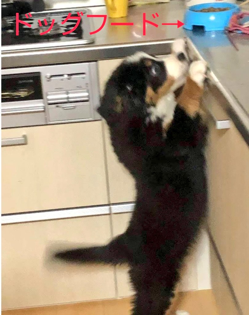 coco_bmd's tweet image. 食いしん坊が盗み食いしようとしてるんだけど…届かない