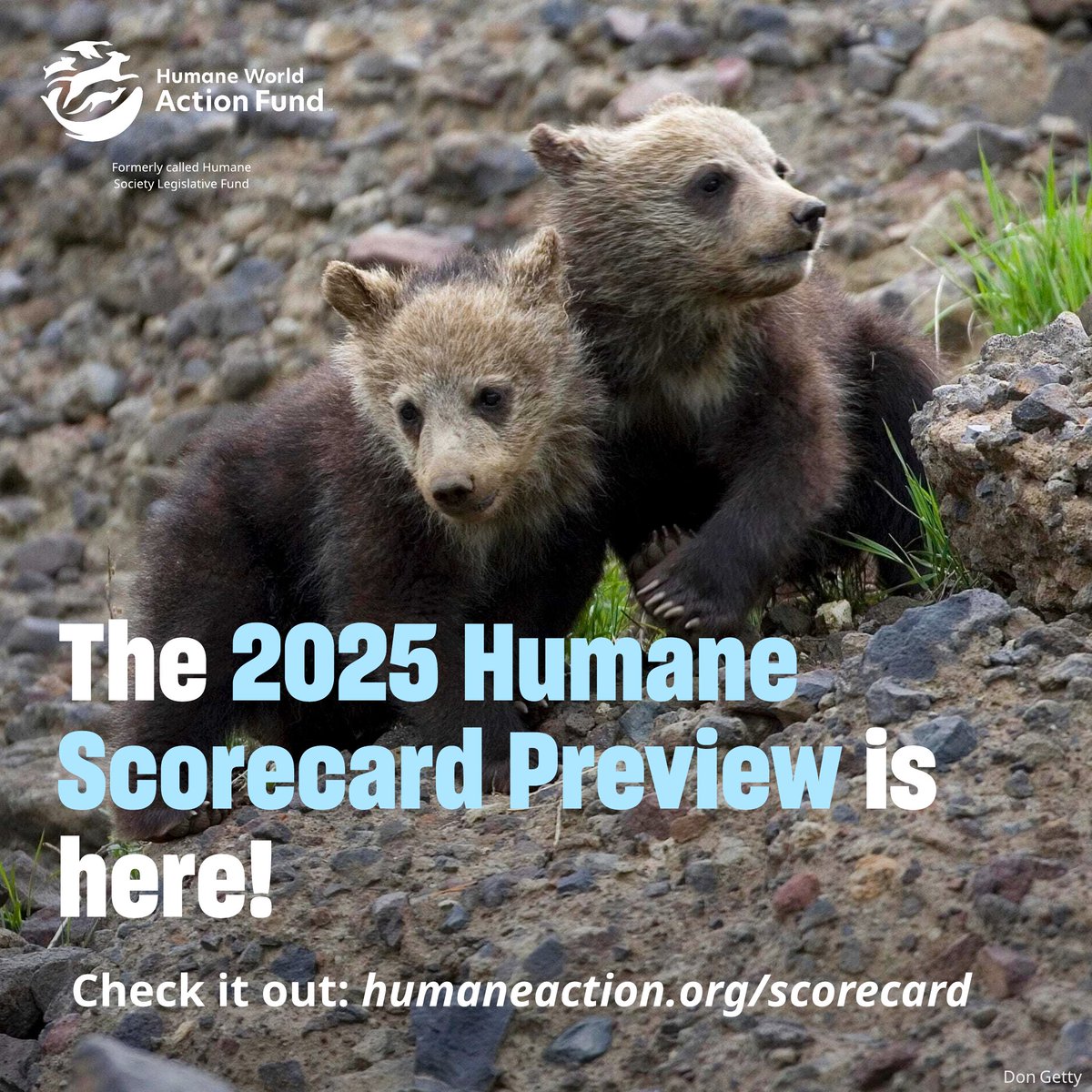 humaneactfund's tweet image. The 2025 Humane Scorecard Preview is here 🙌

Take a look to see how your legislators have performed on key animal protection issues in the first half of the 119th Congress. If they have room for improvement, let them know they have until the end of the session to improve their…