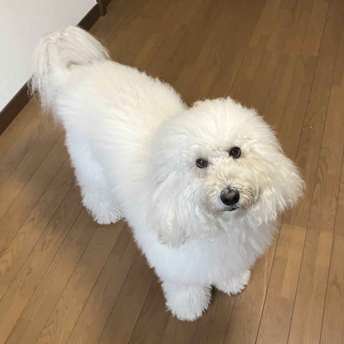 お留守番お願いね『さびしいワン』