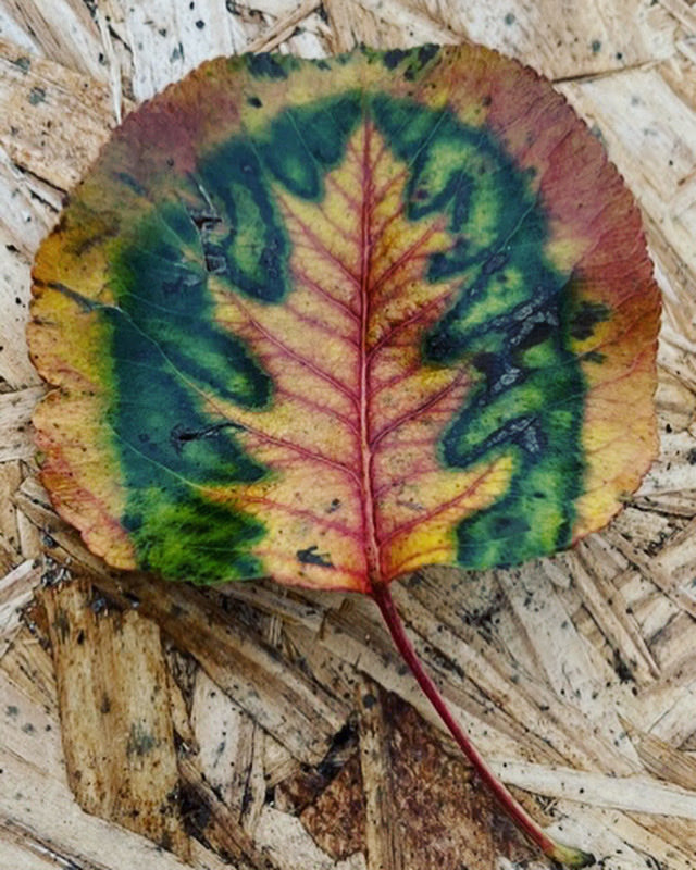 DanThomasWSMV's tweet image. #fallcolors 

By: Lori Aubin

⁦@WSMV⁩ #FirstAlert #tnwx #kywx