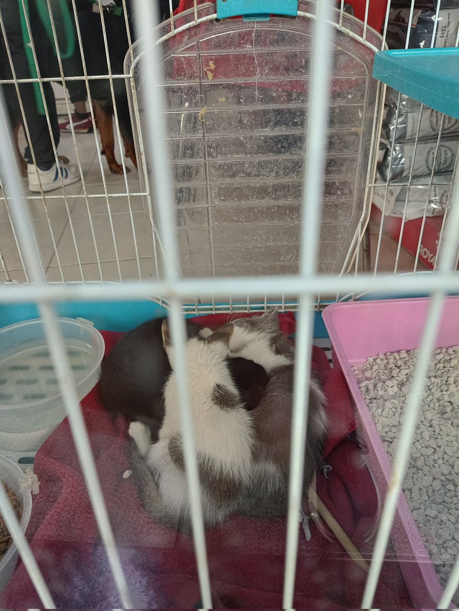 смотрите, каких чмоней у нас в ветклинике в добрые руки отдают...