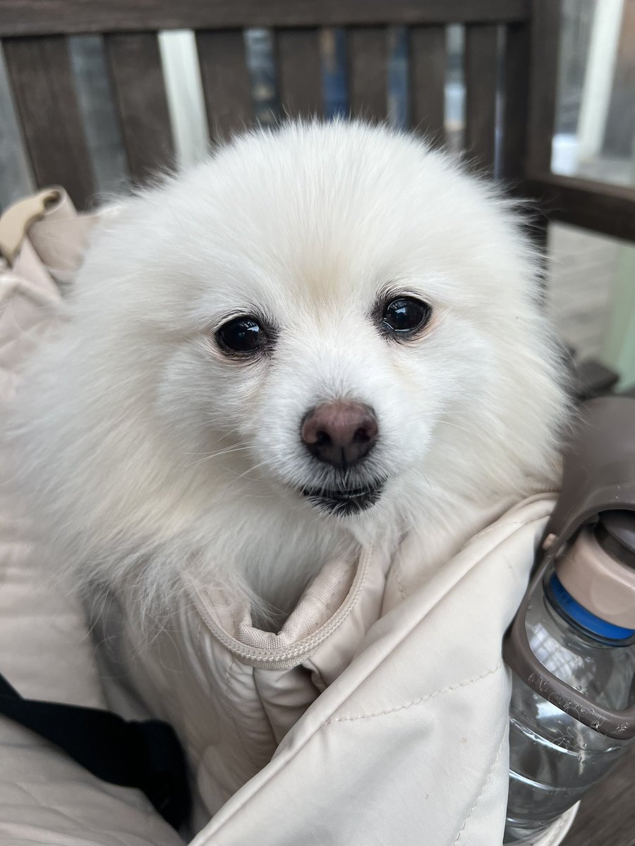 もちこ🇫🇷 (@momochimomoko) / Posts / X