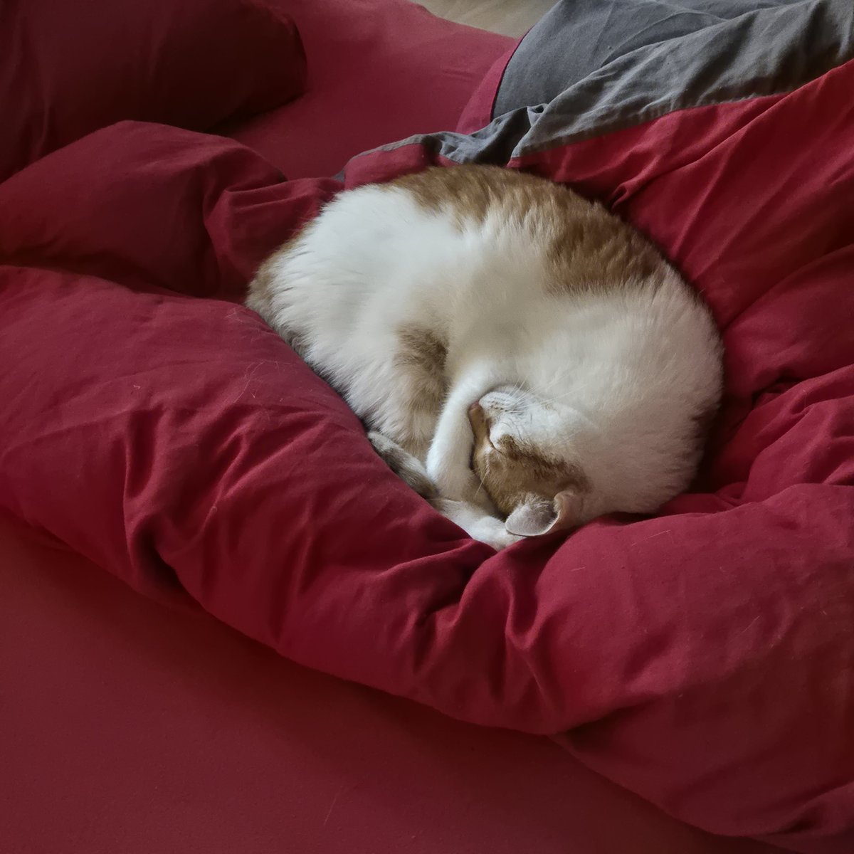 birgitlissowsky's tweet image. I&apos;m already in your bed, Mom, when are you coming? Good night 💤💤💤❤️😻

#CatsOfTwitter #CatsAreFamily #cats #tunatuesday #night #whiskerswednesday|eve #AdoptDontShop 🐾🐾🐈