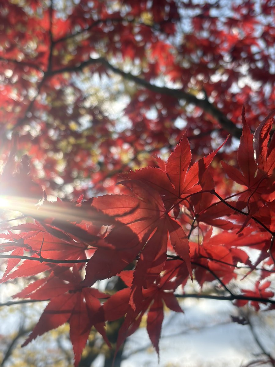 hori_str's tweet photo. そういえば、箱根の紅葉奇跡の一枚！
我ながら綺麗に撮れたなぁと思った(笑) https://t.co/N0H0JopMlg