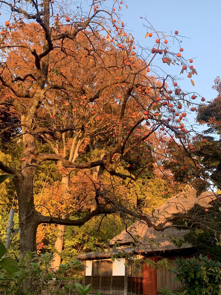 myao_my1's tweet image. #charmy散歩

大きな柿の木でおはようございます🍂

高市とへずまのリポストはありえない

よい一日を☕️

#紅葉