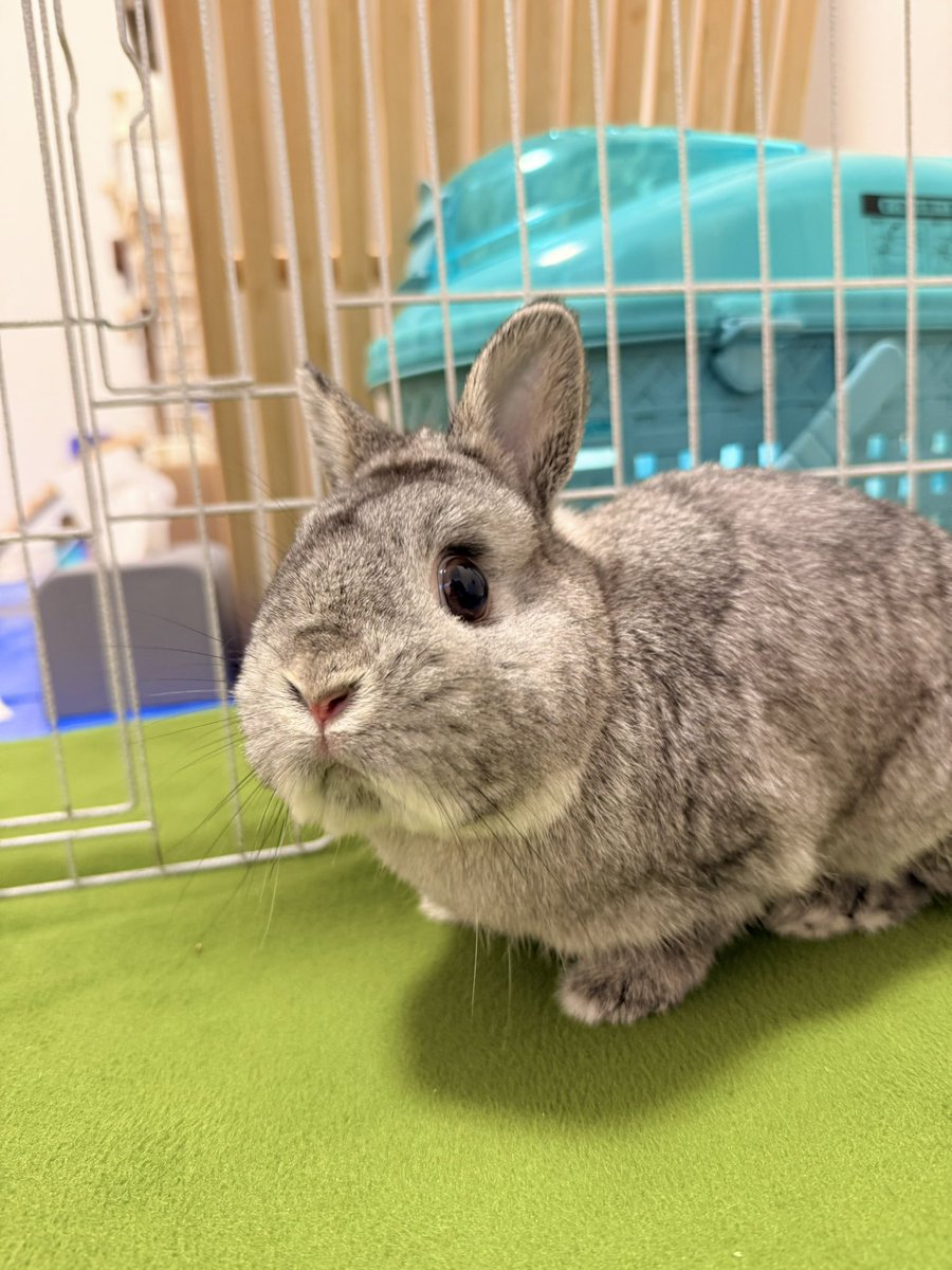 shari_usa's tweet image. おはごもら☀️