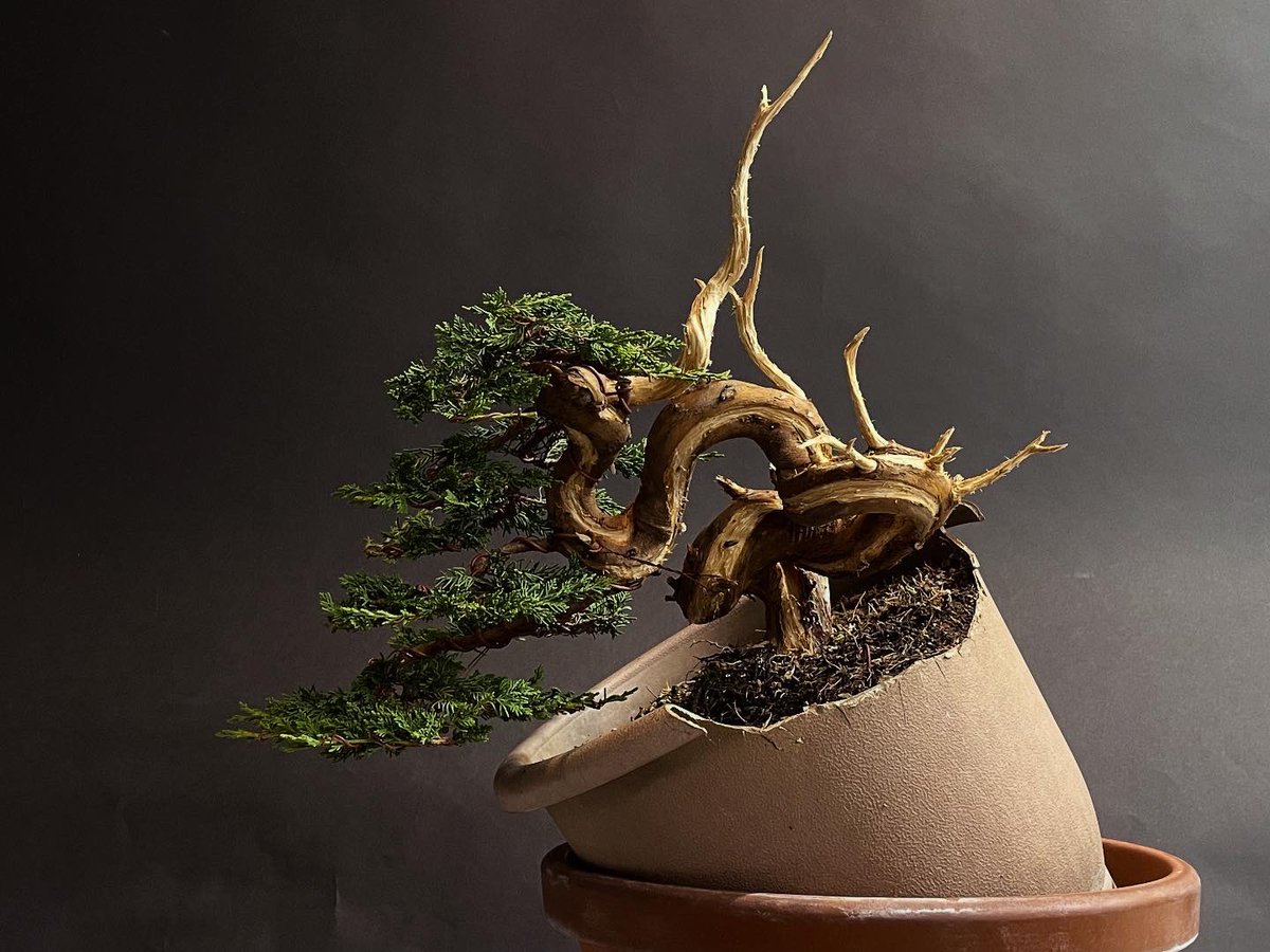 before after

#盆栽 #bonsai #真柏 #juniper #高松盆栽 #takamatsubonsai #art #japaneseculture