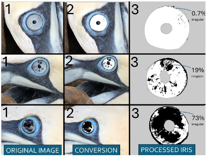 Michelle Wille tweet media