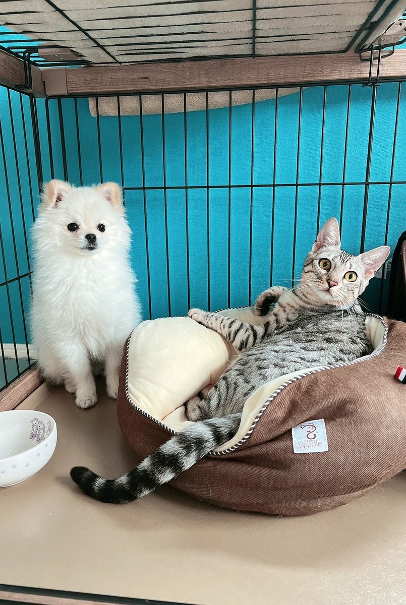 おこめ屋 (@chimaki0328) / Posts / X