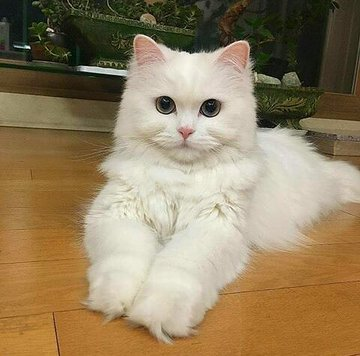 Sienna32156's tweet image. Who loves white kitty??? Comment below!!!😻 #CatsOfTwitter #cats #catheaven