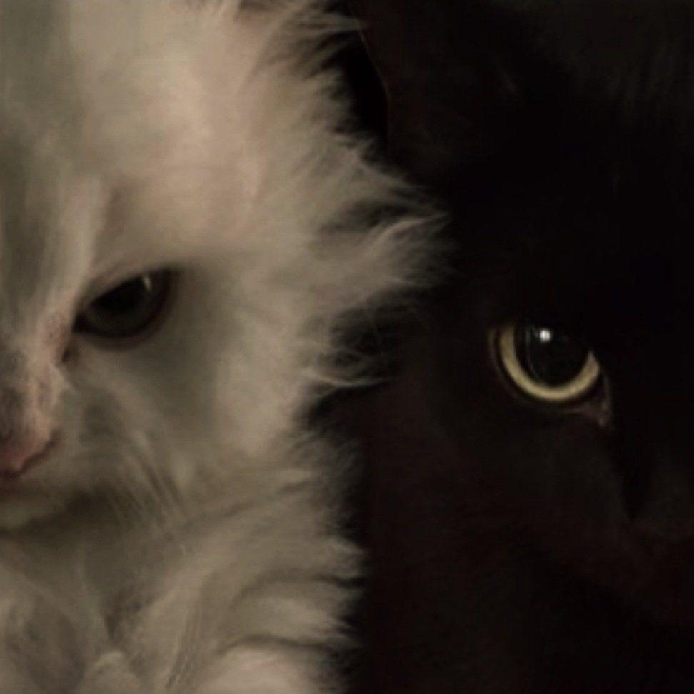 Black. (@blackdreamvibes) on Twitter photo 