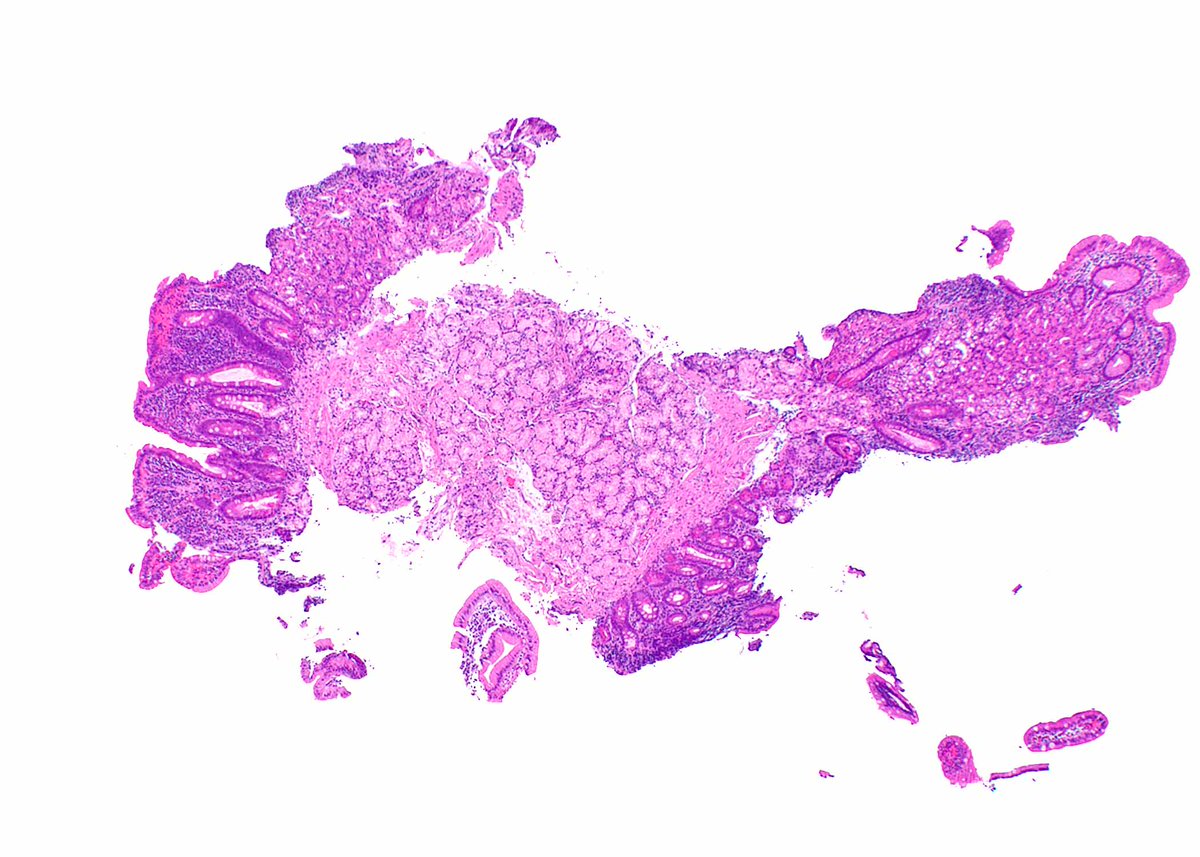 Elizabeth Montgomery, MD tweet media