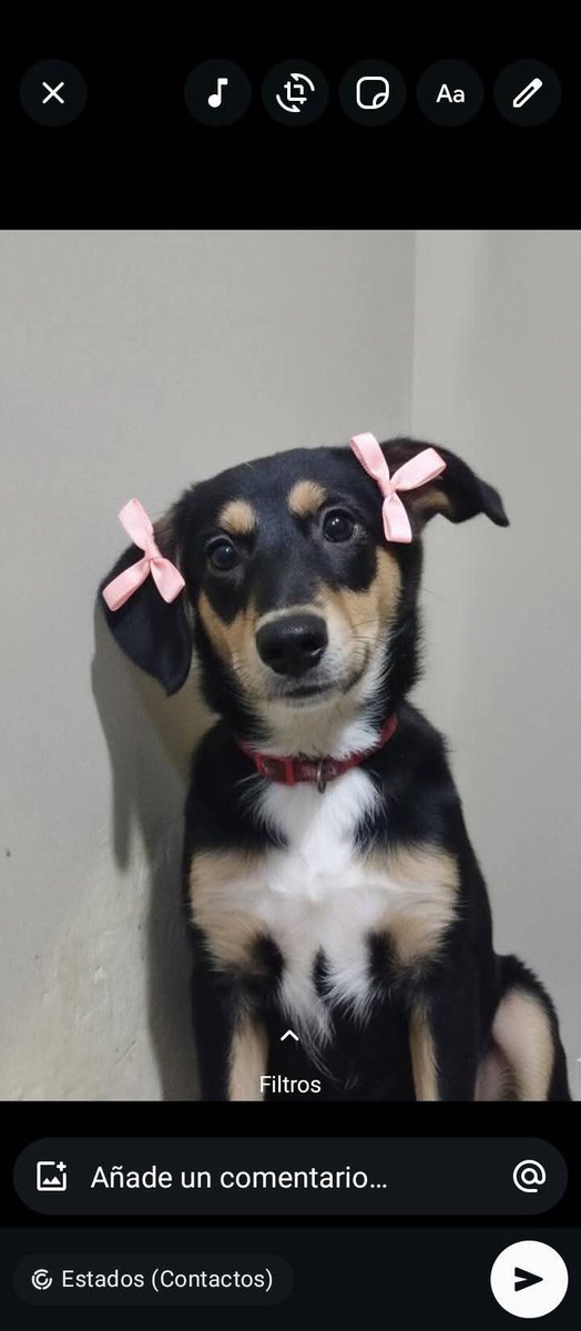 Hermosa princesa en adopción, 5 a  7 meses aproximadamente, se da en adopción responsable Caracas, caso de terceros 

Solo WhatsApp 04129265414