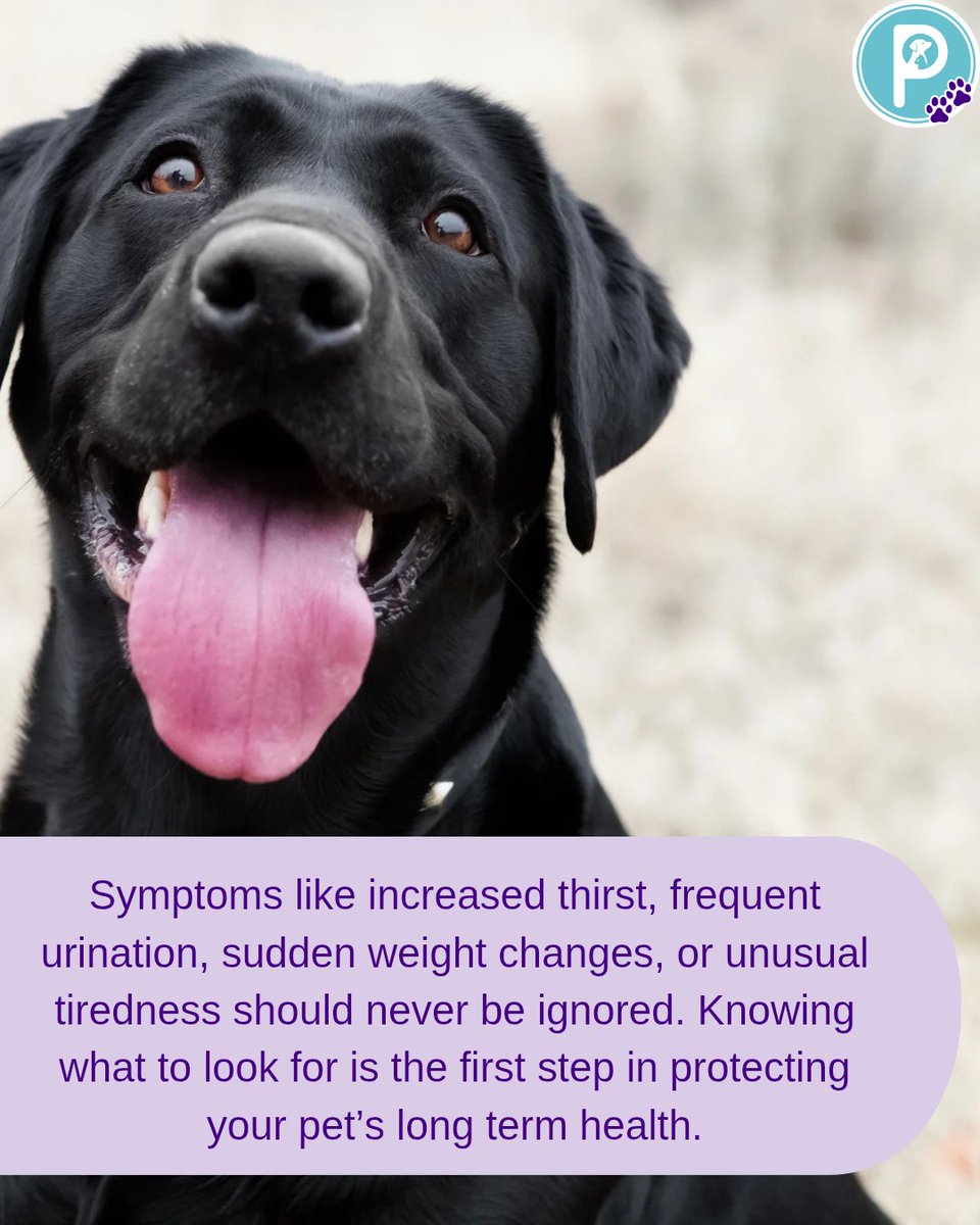 pawlidays365's tweet image. Pet Diabetes Month is a reminder to stay alert to small changes in our pets. Early checks, balanced diets, and regular vet visits can prevent serious complications. Awareness can protect the pets we love. 
#pawlidays #myholidayworld #PetHealth #PetDiabetesAwareness #PetCareTips