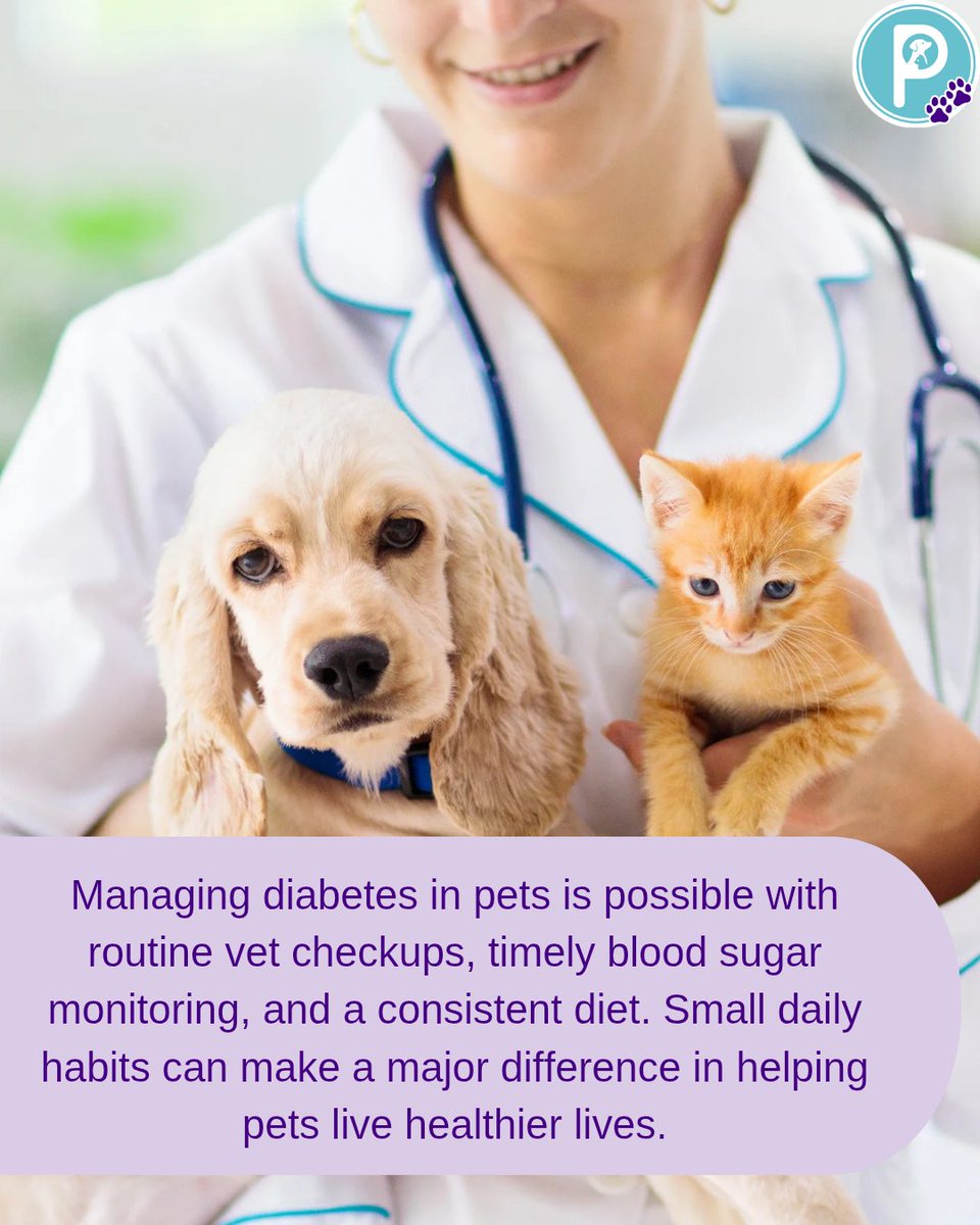 pawlidays365's tweet image. Pet Diabetes Month is a reminder to stay alert to small changes in our pets. Early checks, balanced diets, and regular vet visits can prevent serious complications. Awareness can protect the pets we love. 
#pawlidays #myholidayworld #PetHealth #PetDiabetesAwareness #PetCareTips