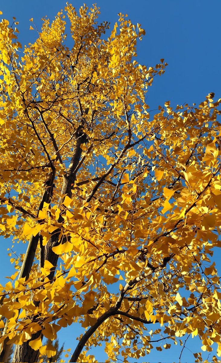 きょうのイチョウ
朝から雲一つ無い青空になりました。
都内の街路樹も色づいてますね。
 #写真が好きな人と繋がりたい #キリトリセカイ #東京カメラ部 #原宿 #紅葉　#花写真　＃スマホ写真