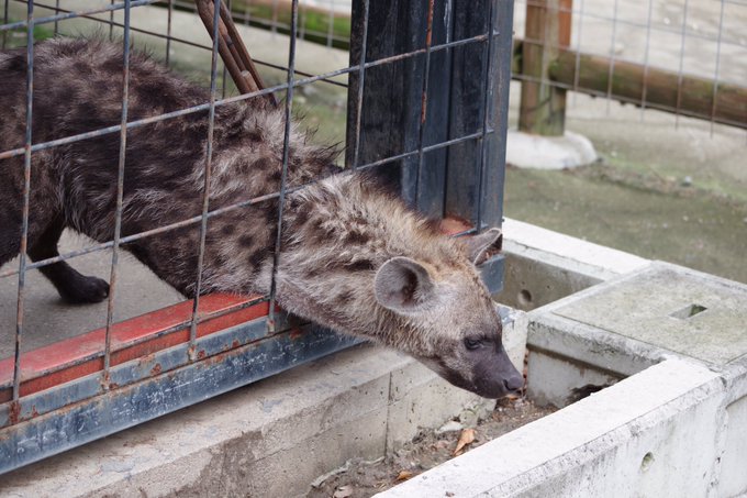 [🔗](api.tinyfox.dev/hourly/Yeens/E…)